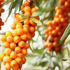 Облепиха 'Елизавета'